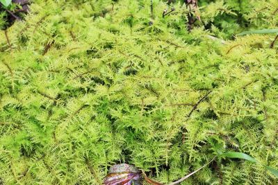 Fern Moss (Thuidiaceae)
