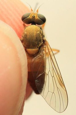 Rocky Mountain Bite Fly, Symphoromyia sp. (Rhagionidae)