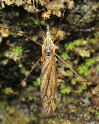 Crane Fly, Tipula sp. (Tipulidae)