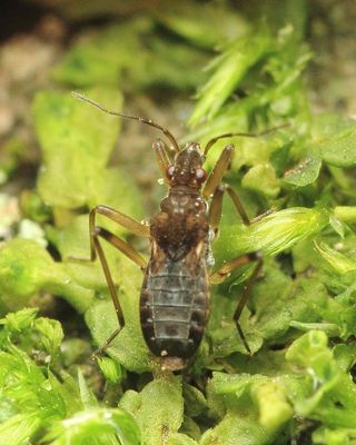 Water Treader, Mesovelia mulsanti (Mesoveliidae)