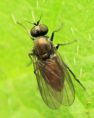 Long-legged Fly, Schistostoma sp. (Dolichopodidae: Microphorinae)
