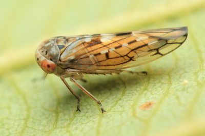Leafhopper, Idiocerus couleanus (Cicadellidae: Eurymelinae)