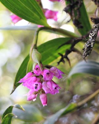Spotted Elleanthus, Elleanthus maculatus (Orchidaceae)