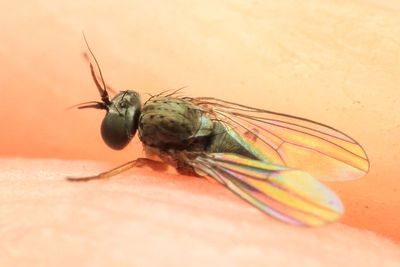 Long-legged Fly, Peloropeodes cornutus (Dolichopodidae: Peloropeodinae)