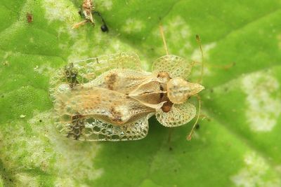Lace Bug, Corythucha salicata (Tingidae)