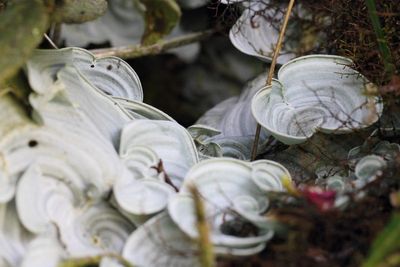 Shelf Fungi, Cora sp. (Hygrophoraceae)