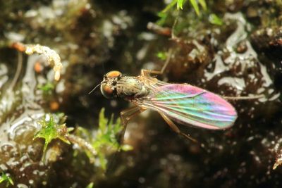 Long-legged Fly, Campsicnemus degener (Dolichopodidae: Sympycninae)