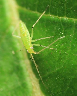 Black-kneed Capsid, Blepharidopterus angulatus (Miridae: Orthotylinae)