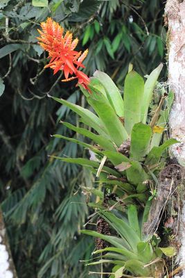 Aechmea manzanaresiana cf. (Bromeliaceae)