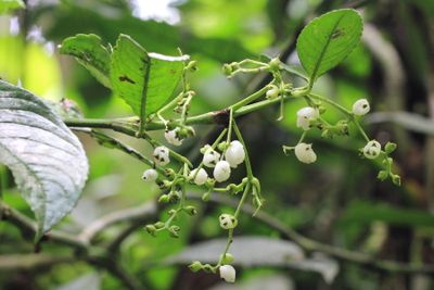 Hedyosmum sp. (Chloranthaceae)