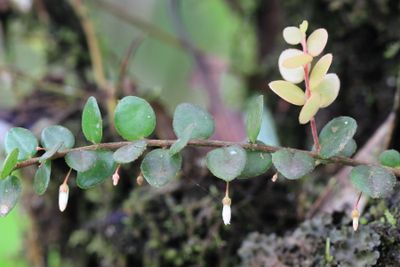 Sphyrospermum sp. (Ericaceae)