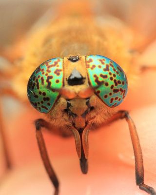 Silvius gigantulus (Tabanidae: Chrysopsinae)