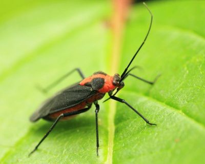Plant Bug, Prepops nr. nigripilus (Miridae: Mirinae)
