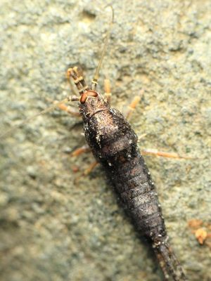 Jumping Bristletail, Petridiobius arcticus (Machilidae)