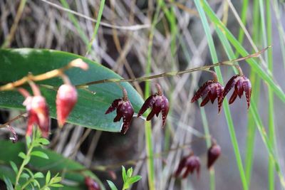 Flora of Ecuador: Pululahua