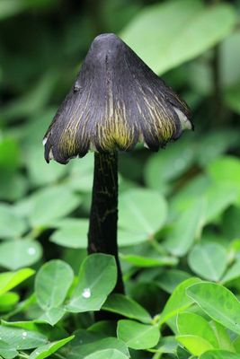 Hygrocybe astatogala (Hygrophoraceae)