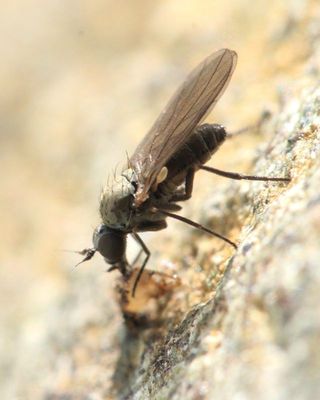 Long-legged Fly, Schistostoma cirripes (Dolichopodidae: Microphorinae)