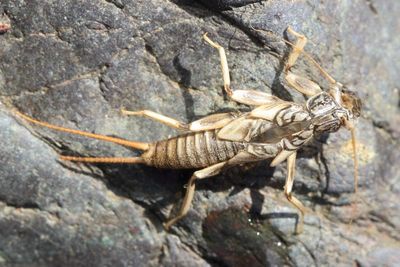 Stonefly molt, Calineuria californica (Perlidae: Acroneuriinae)