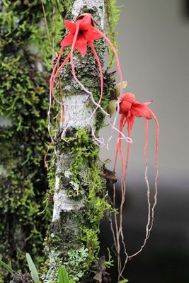 Wild Cocoa, Herrania sp. (Malvaceae: Byttnerioideae)