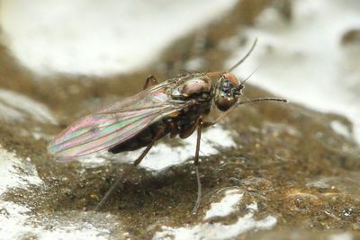 Long-legged Fly, Campsicnemus sp. (Dolichopodidae: Sympycninae)