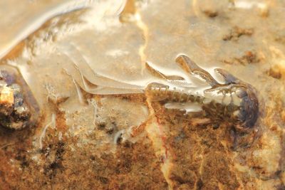 Stream Mayfly, Ecdyonurus sp. (Heptageniidae)