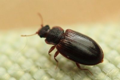Minute Brown Scavenger Beetle, Latridius minutus (Latridiidae)