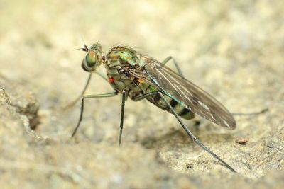 Long-legged Fly, Liancalus limbatus (Dolichopodidae: Hydrophorinae)
