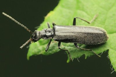 Soldier Beetle, Dichelotarsus piniphilus (Cantharidae)