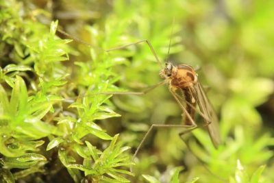 Meniscus Midge, Dixella sp. (Dixidae)