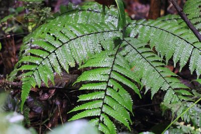 Fern, Pteris sp. (Pteridaceae)