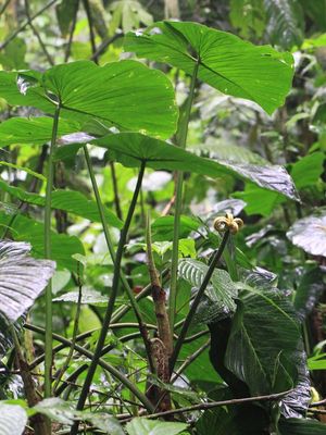 Philodendron sp. (Araceae)