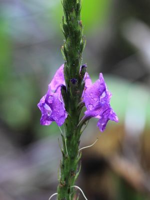 Porterweed, Stachytarpheta sp. (Verbenaceae)