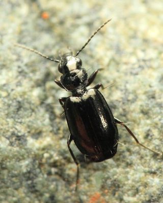 Ground Beetle, Syntomus americanus (Carabidae: Lebiinae)