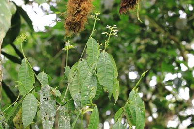 Rudgea sp. (Rubiaeae)