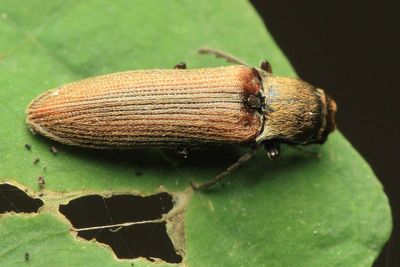 Click Beetle, Campylomorphus serricornis (Elateridae)