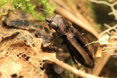 Ground Beetle, Notiophilus sylvaticus (Carabidae: Nebriinae)