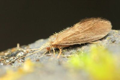 Caddisfly (Lepidostomatidae)
