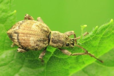 Obscure Root Weevil, Sciopithes obscurus (Curculionidae: Entiminae)