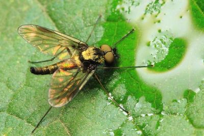Snipe Fly, Chrysopilus tomentosus (Rhagionidae)