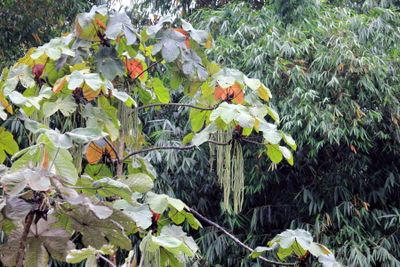 Trumpet Tree, Cecropia putumayonis (Urticaceae)