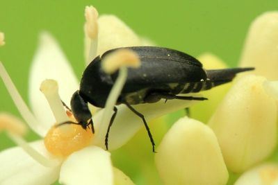 Mordella cf. atrata (Mordellidae)