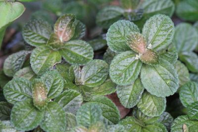 Creeping Charlie, Pilea cf. nummulariifolia (Urticaceae)