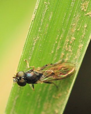 Fen Fly, Neoascia sp. (Syrphidae: Eristalinae)