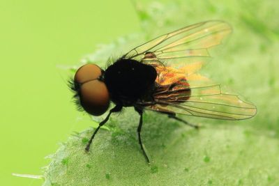 Diptera of Washington