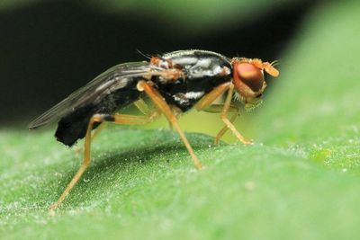 Rust Fly, Chyliza notata (Psilidae)