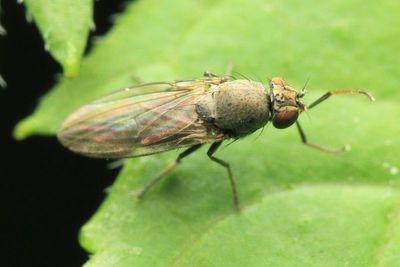 Shore Fly (Ephydridae)