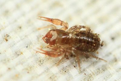 Pseudoscorpion (Chthoniidae)