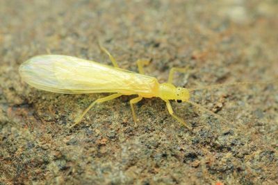 Green Stonefly (Chloroperlidae)