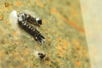 Meniscus Midge, Dixa sp. (Dixidae)