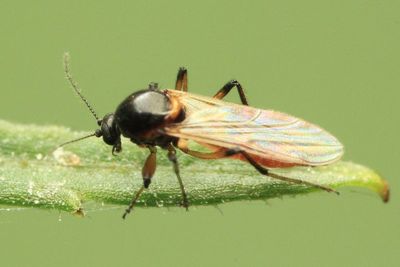 Predatory Biting Midge, Palpomyia sp. (Ceratopogonidae)